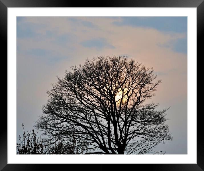 Sunset in the tree Framed Mounted Print by Roy Hinchliffe