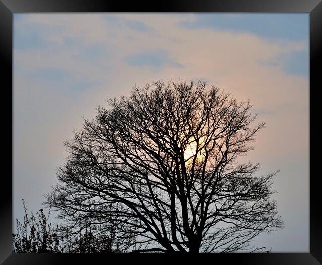 Sunset in the tree Framed Print by Roy Hinchliffe