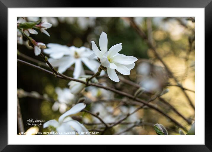 White Magnolia  Framed Mounted Print by Holly Burgess