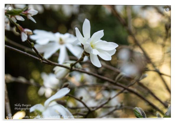 White Magnolia  Acrylic by Holly Burgess
