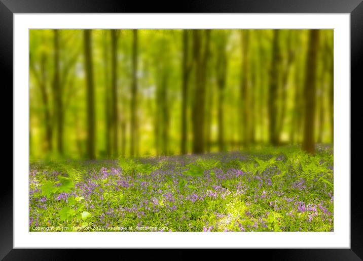 Bluebell wood Framed Mounted Print by jim Hamilton