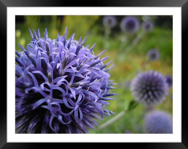 globe thistles Framed Mounted Print by Heather Newton