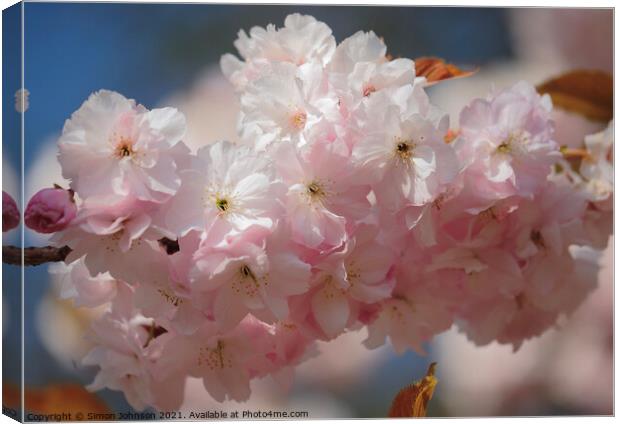 Sunlit Spring Cherry Blossom Canvas Print by Simon Johnson