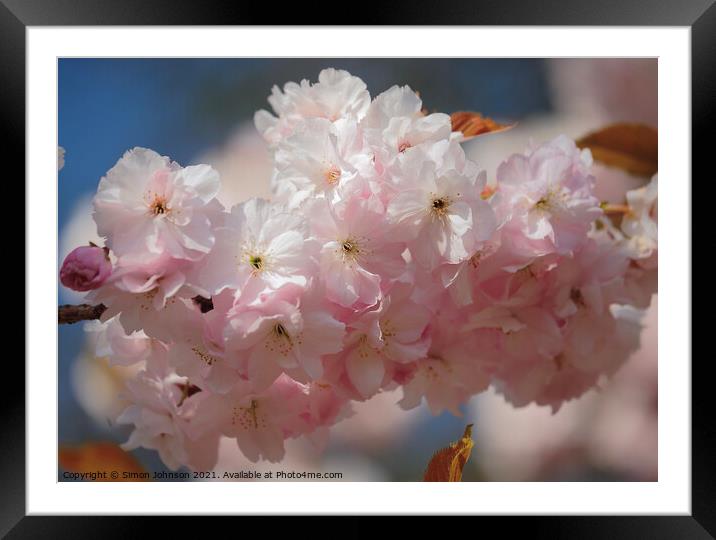 Sunlit Spring Cherry Blossom Framed Mounted Print by Simon Johnson