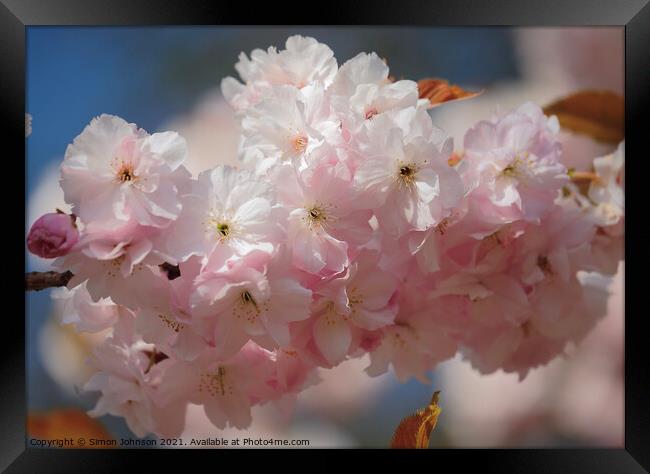 Sunlit Spring Cherry Blossom Framed Print by Simon Johnson
