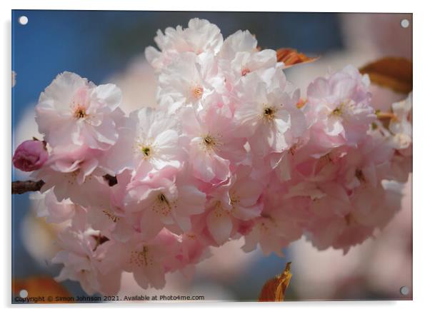 Sunlit Spring Cherry Blossom Acrylic by Simon Johnson