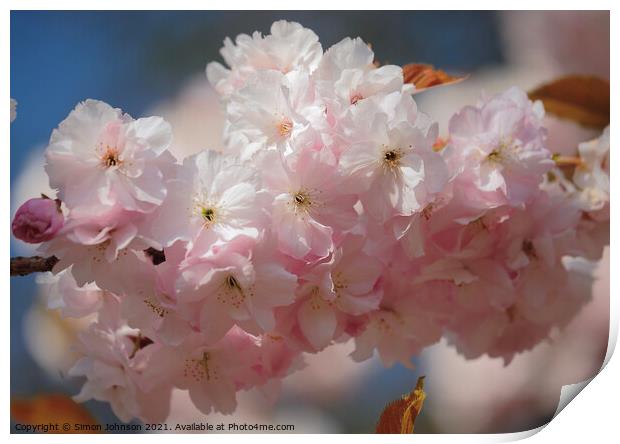Sunlit Spring Cherry Blossom Print by Simon Johnson