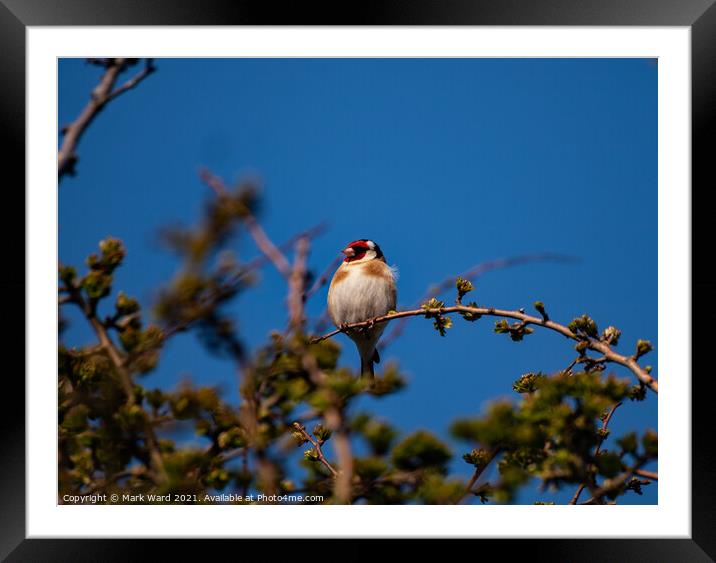 Goldfinch Framed Mounted Print by Mark Ward