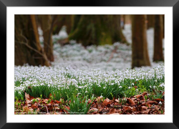 Serene Snowdrops A Beautiful Spring Symphony Framed Mounted Print by Simon Marlow