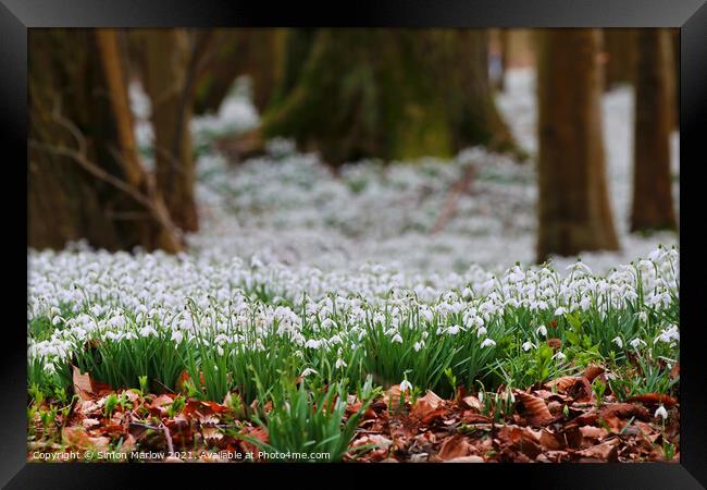Serene Snowdrops A Beautiful Spring Symphony Framed Print by Simon Marlow