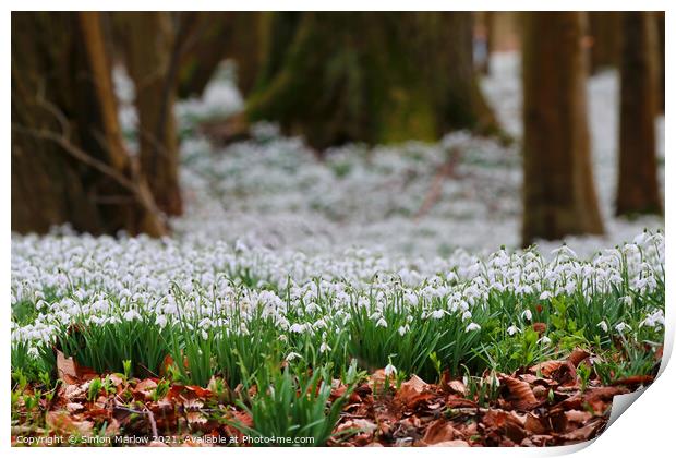 Serene Snowdrops A Beautiful Spring Symphony Print by Simon Marlow