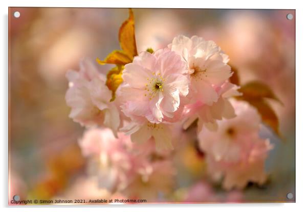 spring blossom Acrylic by Simon Johnson