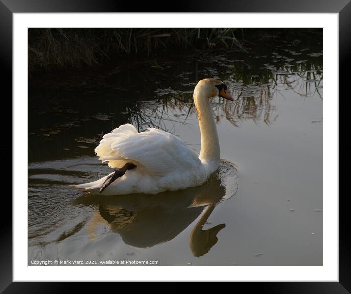 Always Elegant. Framed Mounted Print by Mark Ward