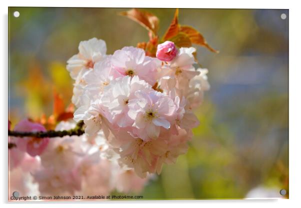 Spring Blossom Acrylic by Simon Johnson