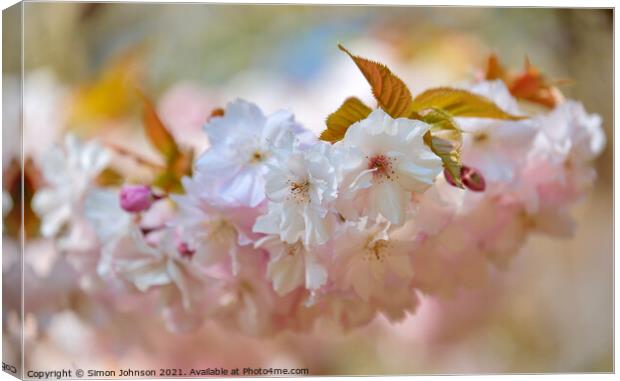 spring Cherry blossom Canvas Print by Simon Johnson