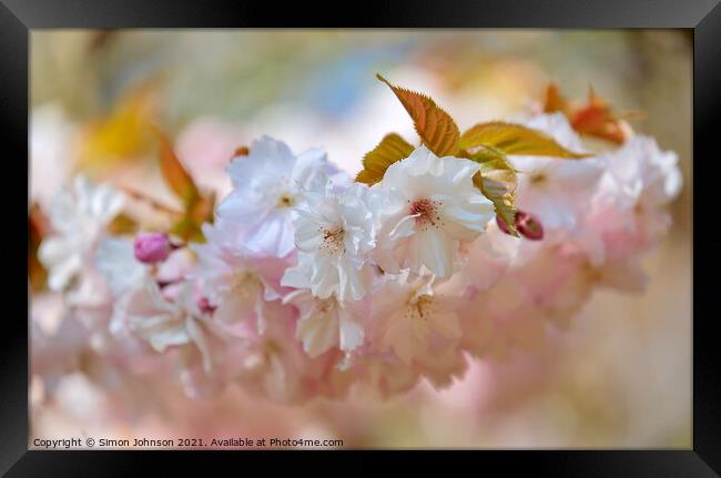 spring Cherry blossom Framed Print by Simon Johnson