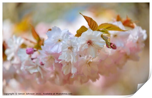 spring Cherry blossom Print by Simon Johnson