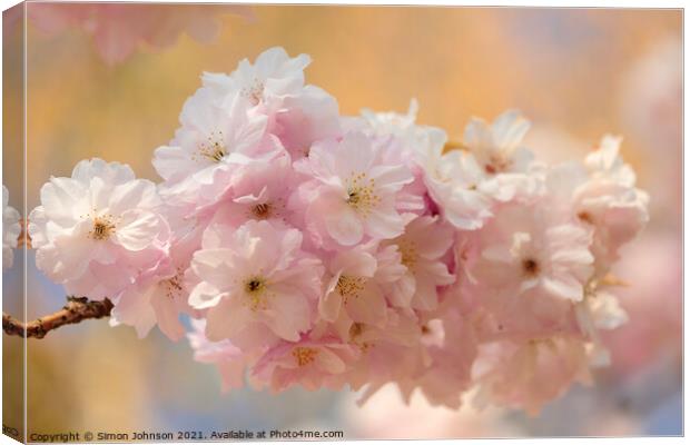 Spring Cherry Blossom  Canvas Print by Simon Johnson