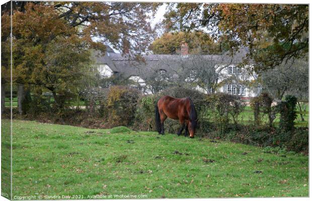 Horse and Thatch. New Forest.  Canvas Print by Sandra Day