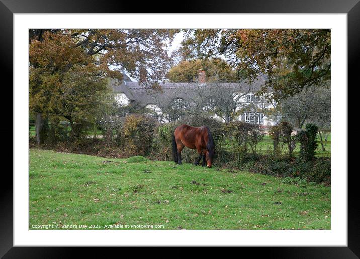 Horse and Thatch. New Forest.  Framed Mounted Print by Sandra Day