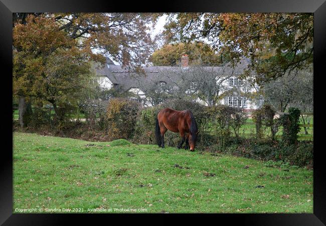 Horse and Thatch. New Forest.  Framed Print by Sandra Day