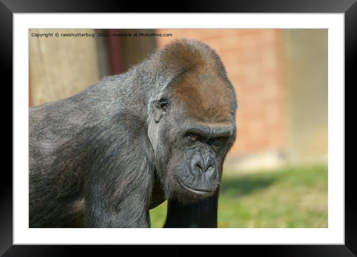 Gorilla Close-Up Framed Mounted Print by rawshutterbug 