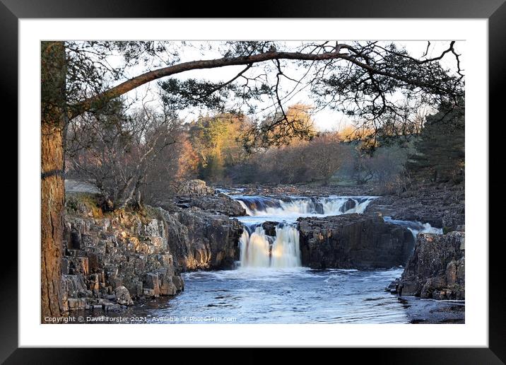 Low Force Morning Light, Teesdale, County Durham, UK Framed Mounted Print by David Forster