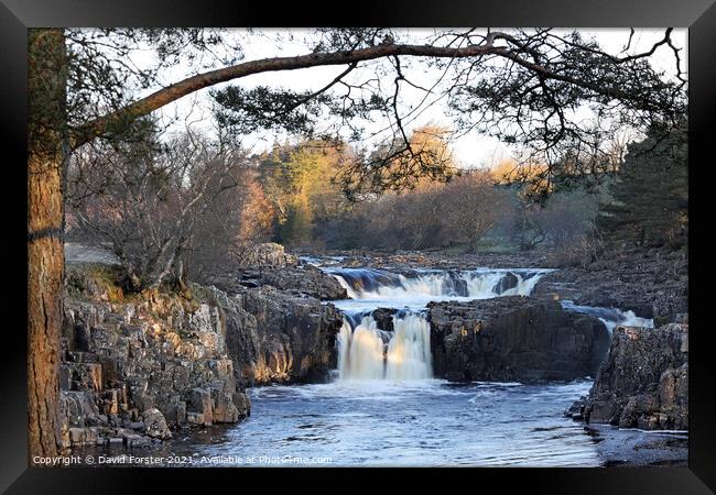 Low Force Morning Light, Teesdale, County Durham, UK Framed Print by David Forster