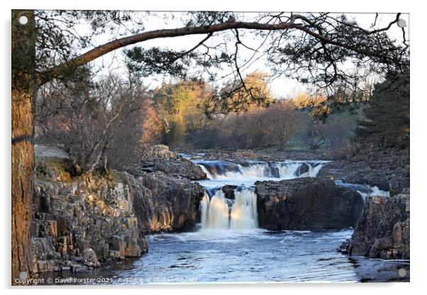 Low Force Morning Light, Teesdale, County Durham, UK Acrylic by David Forster