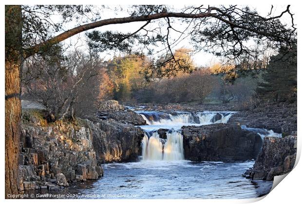 Low Force Morning Light, Teesdale, County Durham, UK Print by David Forster