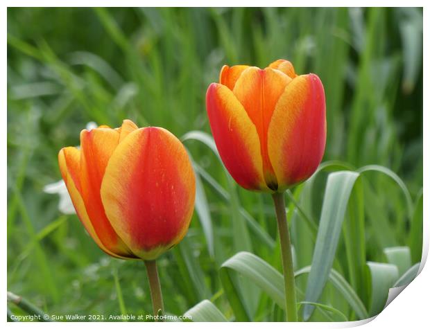 Tulips Print by Sue Walker