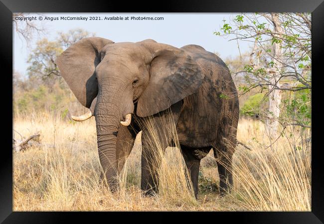 Mature bull elephant in grassland, Botswana Framed Print by Angus McComiskey