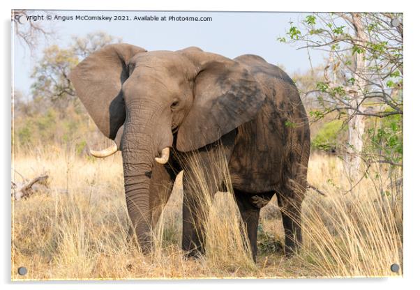 Mature bull elephant in grassland, Botswana Acrylic by Angus McComiskey