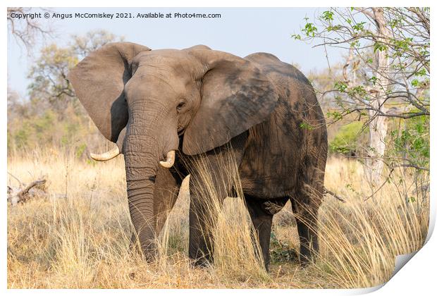 Mature bull elephant in grassland, Botswana Print by Angus McComiskey