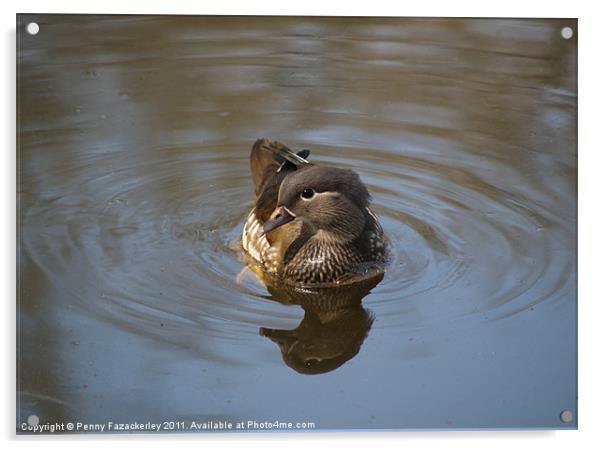 Bashful Duck Acrylic by Penny Fazackerley