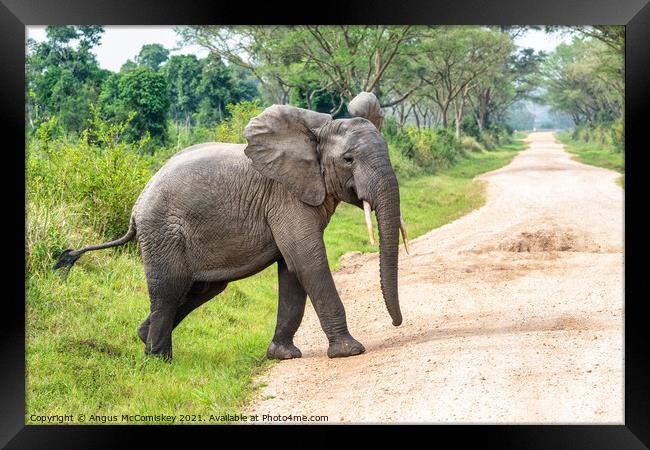 Young bull elephant crossing track in Uganda Framed Print by Angus McComiskey