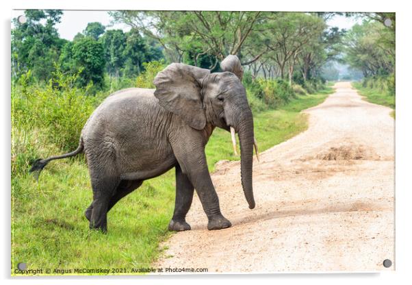 Young bull elephant crossing track in Uganda Acrylic by Angus McComiskey