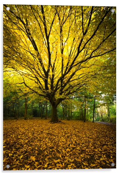 Autumnal colours Acrylic by Lukasz Lukomski
