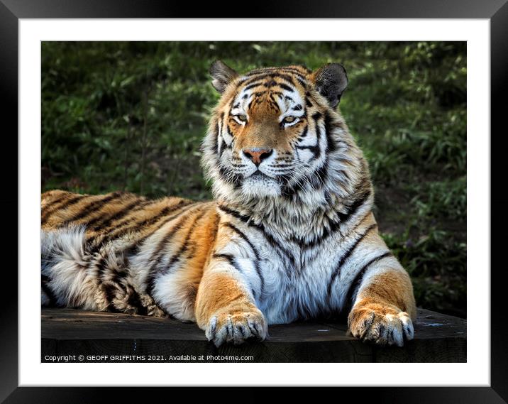 Amur Tiger Framed Mounted Print by GEOFF GRIFFITHS