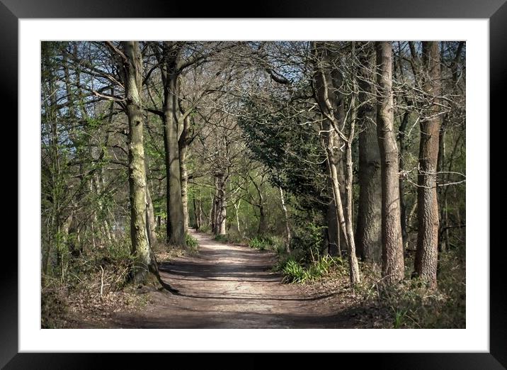 Pathway in the woods Framed Mounted Print by Jon Fixter