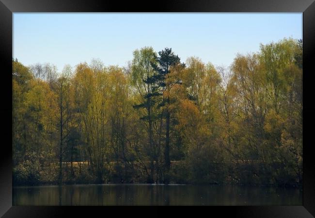Woodland Across the Lake  Framed Print by Jon Fixter