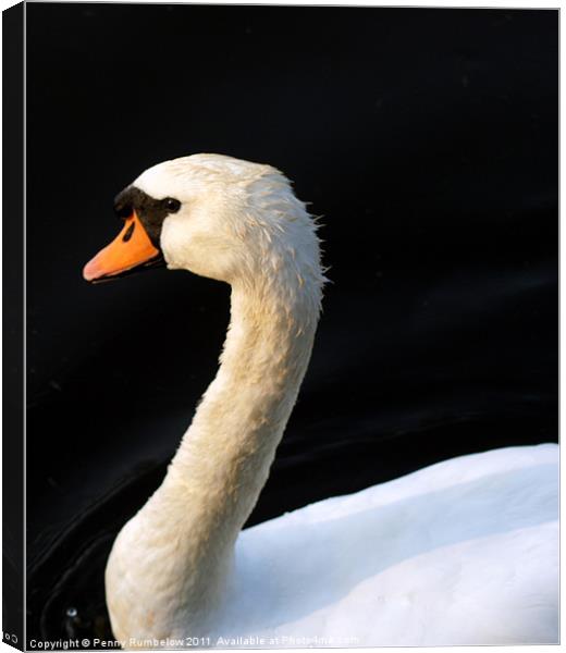 swan Canvas Print by Elouera Photography