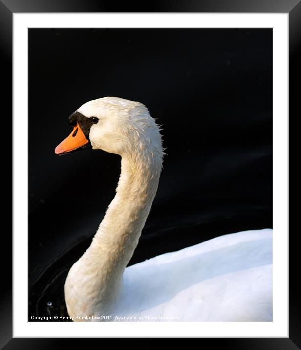 swan Framed Mounted Print by Elouera Photography