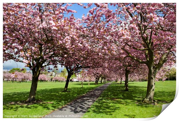 Cherry Blossom on The Stray in Spring Harrogate Print by Mark Sunderland