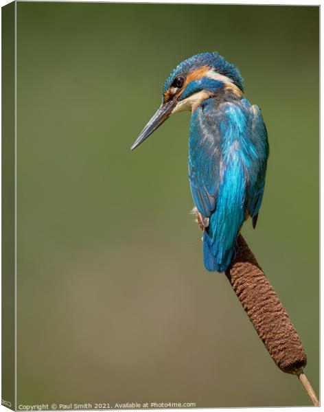 Kingfisher on Bulrush Canvas Print by Paul Smith