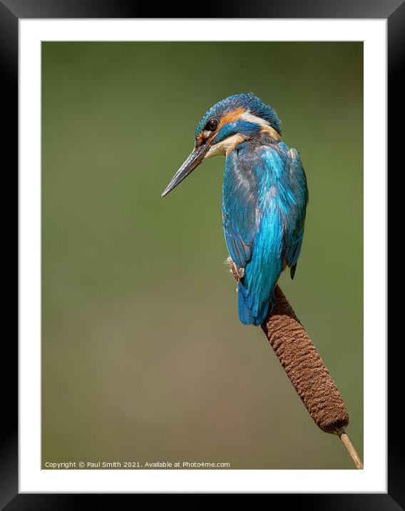 Kingfisher on Bulrush Framed Mounted Print by Paul Smith