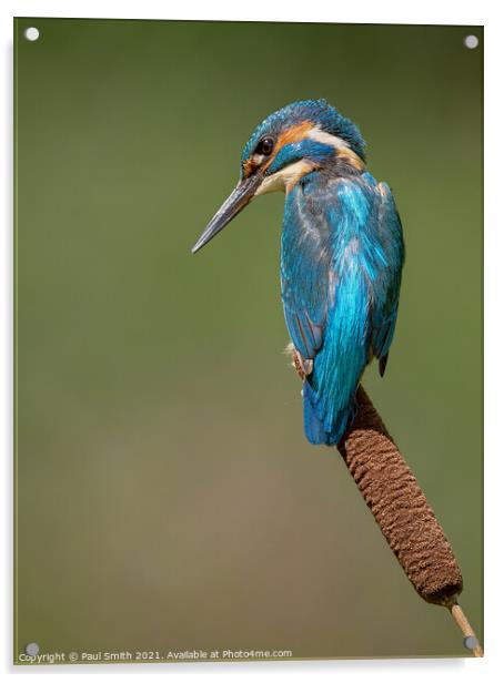 Kingfisher on Bulrush Acrylic by Paul Smith