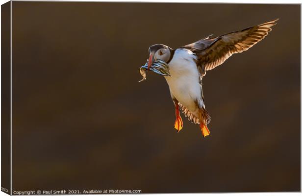 Incoming Backlit Puffin with Sandeels Canvas Print by Paul Smith