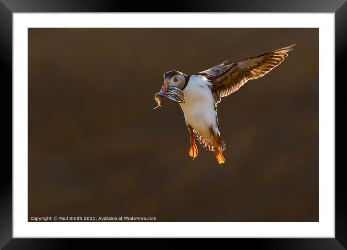 Incoming Backlit Puffin with Sandeels Framed Mounted Print by Paul Smith