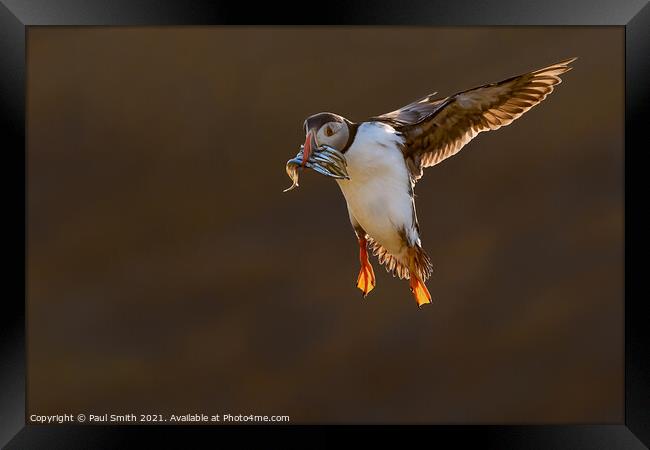 Incoming Backlit Puffin with Sandeels Framed Print by Paul Smith